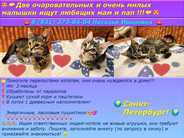 Имена двум кошкам. Кошка котенок кот сзади. Моего котёнка Рябинка.