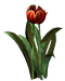Цветы в PNG