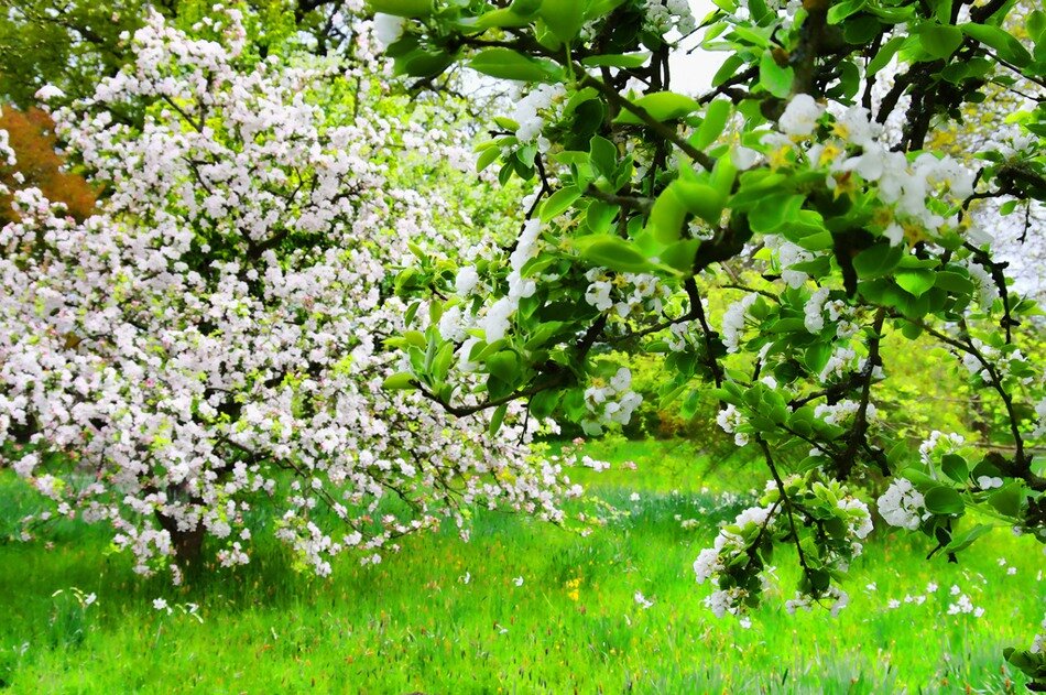 Темы в саду на май. Природа цветущие сады. Цветущие майские сады. Яблони в цвету. Цветущие сады в мае.